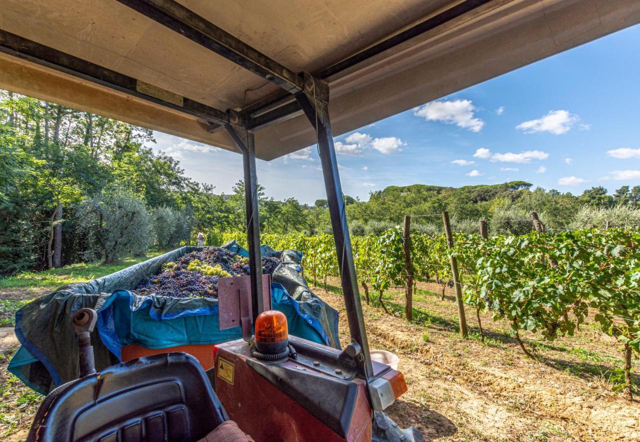 Podere Sant'Antonio Fauglia Kültér fotó
