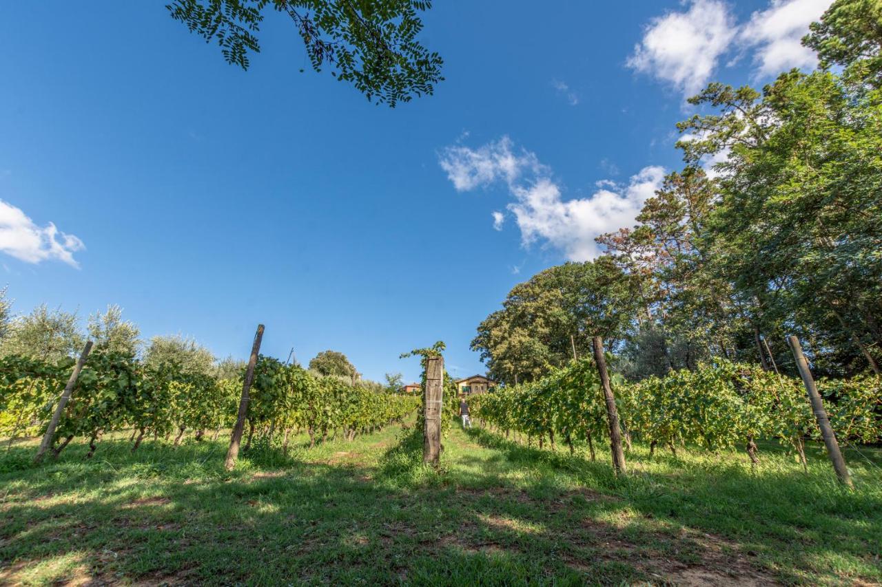 Podere Sant'Antonio Fauglia Kültér fotó