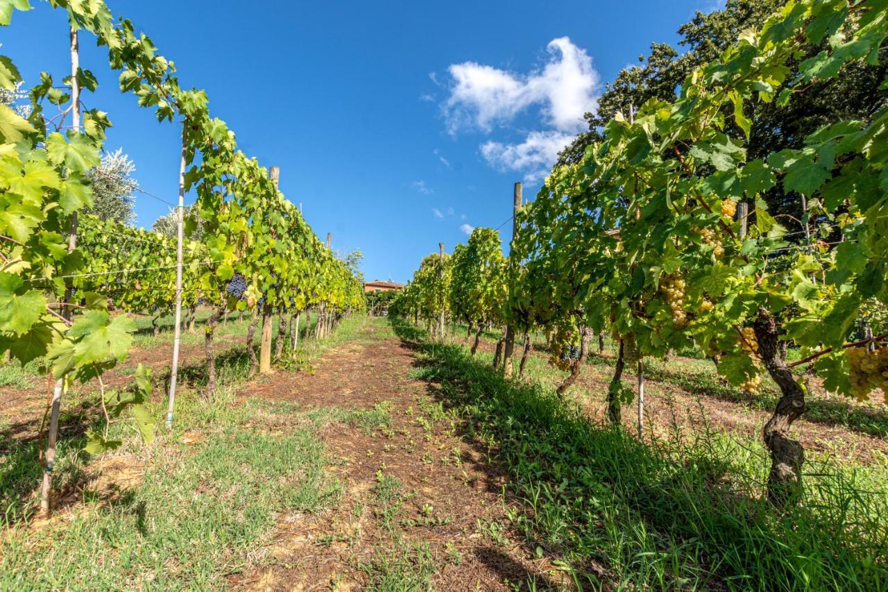 Podere Sant'Antonio Fauglia Kültér fotó