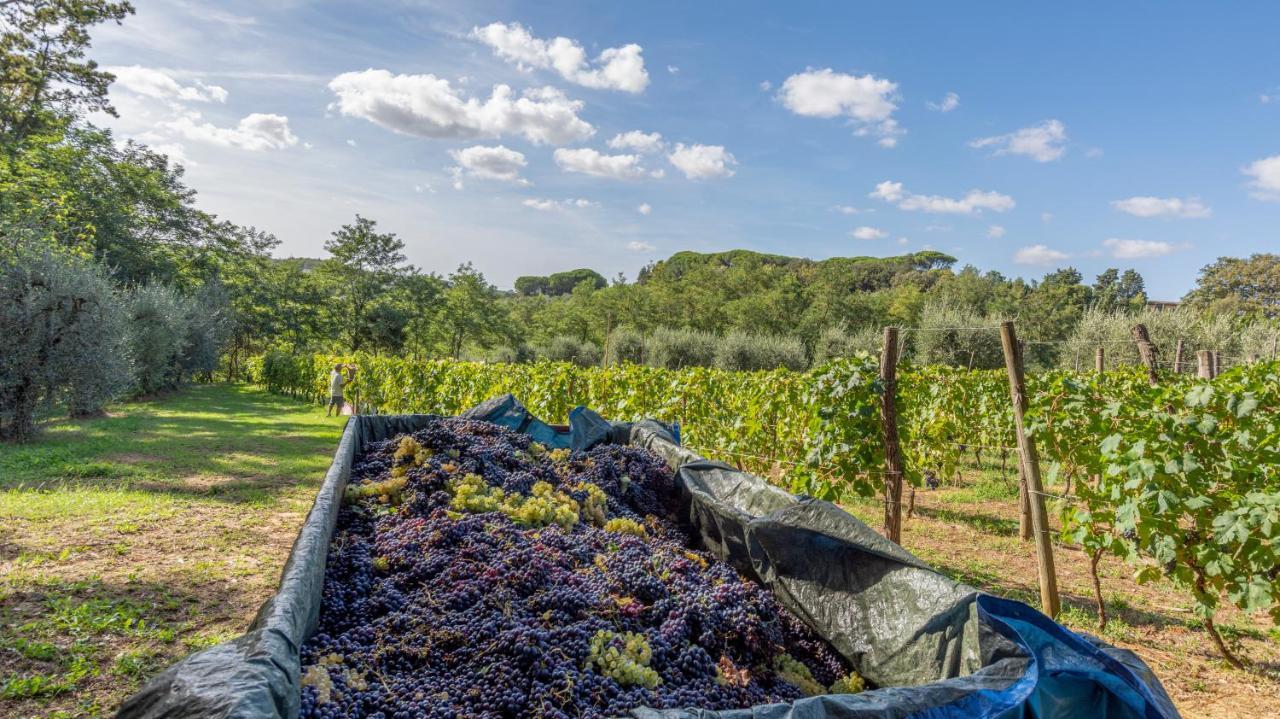 Podere Sant'Antonio Fauglia Kültér fotó